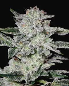 Sweet Valley Kush