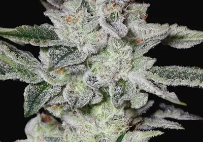 Sweet Valley Kush