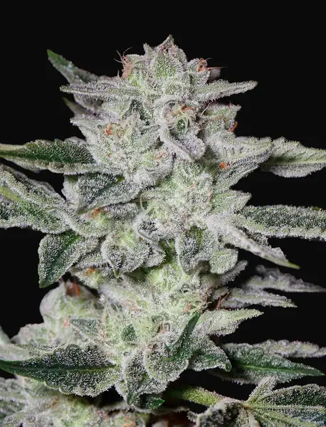 Sweet Valley Kush