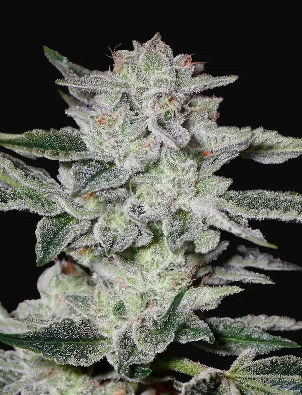 Sweet Valley Kush