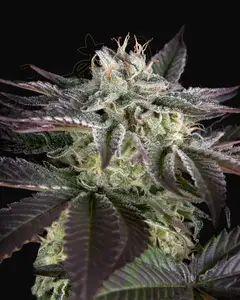 Sweet Valley Kush x Amnesia x Dosidos