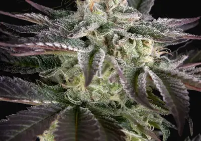 Sweet Valley Kush x Amnesia x Dosidos