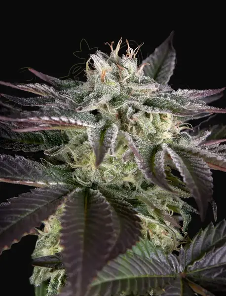 Sweet Valley Kush x Amnesia x Dosidos