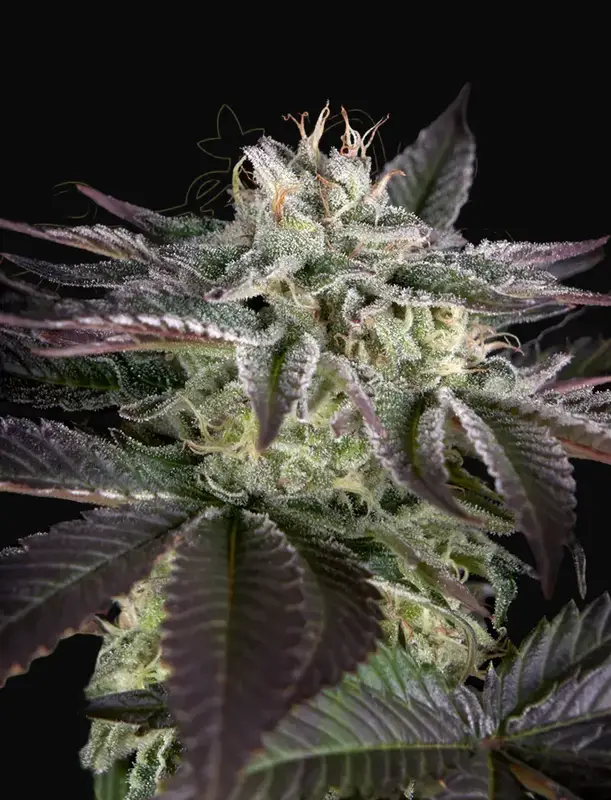 Sweet Valley Kush x Amnesia x Dosidos