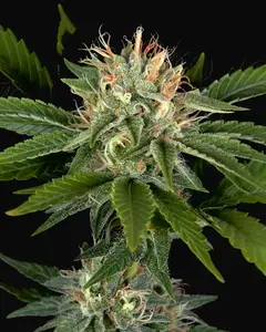 Sweet Valley Kush x California Black Rozé