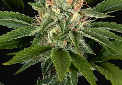Sweet Valley Kush x California Black Rozé