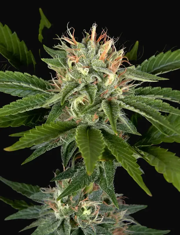 Sweet Valley Kush x California Black Rozé