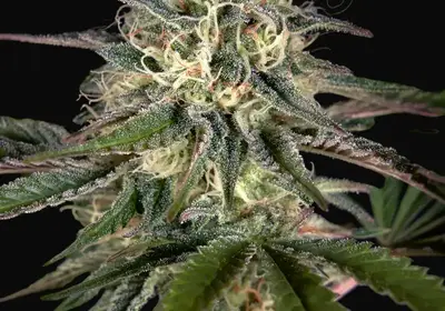 Sweet Valley Kush x Swaziland