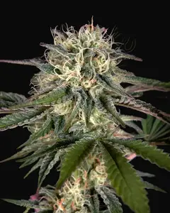 Sweet Valley Kush x Swaziland (Pure Landrace)
