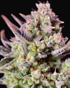 Sweet Zenzation XL Auto