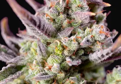 Sweet Zenzation XL Auto