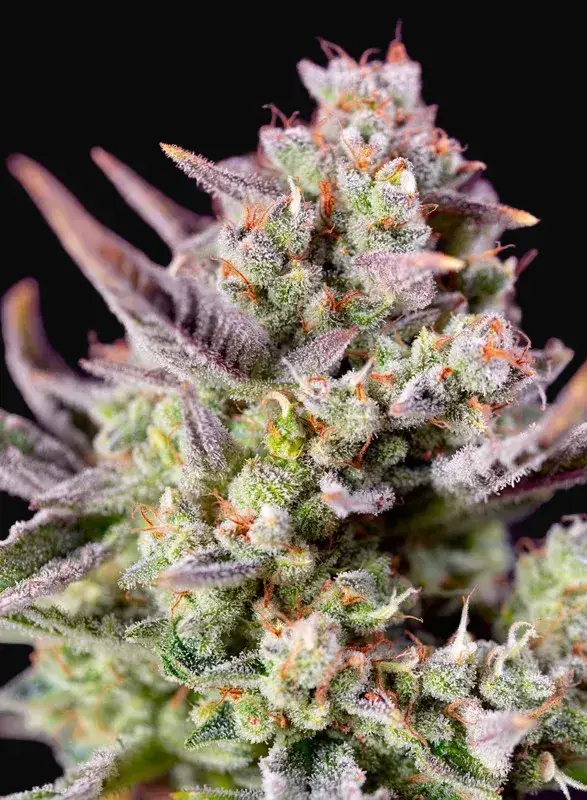 Sweet Zenzation XL Auto