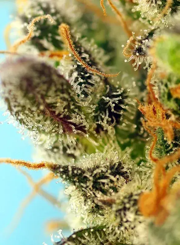 Sweet Zenzation XL Auto — zdjęcie 3