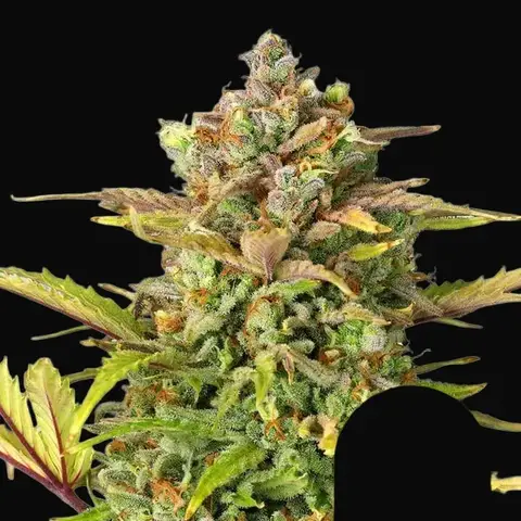 Sweet ZZ Auto