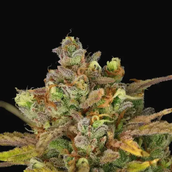 Sweet ZZ Auto — zdjęcie 6