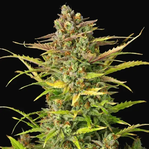 Sweet ZZ Auto — zdjęcie 5