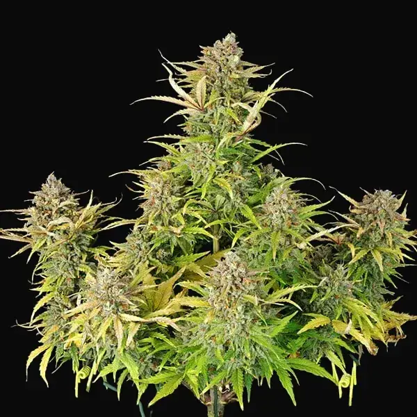 Sweet ZZ Auto — zdjęcie 4