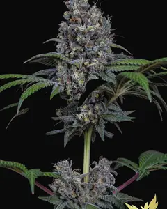 Sweetopia