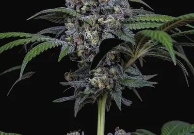Sweetopia