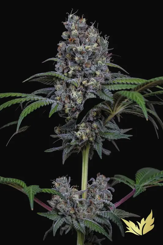 Sweetopia