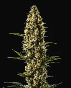 Sweety Auto