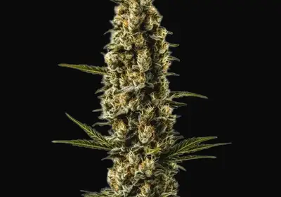 Sweety Auto