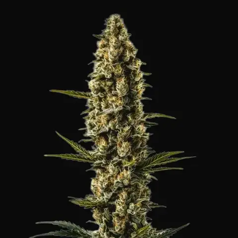 Sweety Auto
