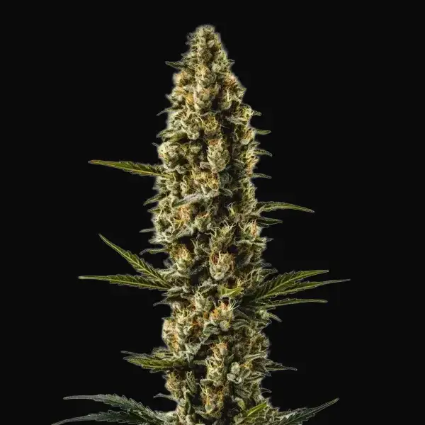 Sweety Auto