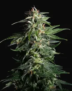 Swiss Dream Auto CBD