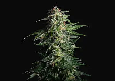 Swiss Dream Auto CBD
