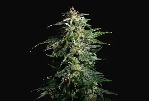 Swiss Dream Auto CBD