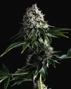 Swiss Dream CBD