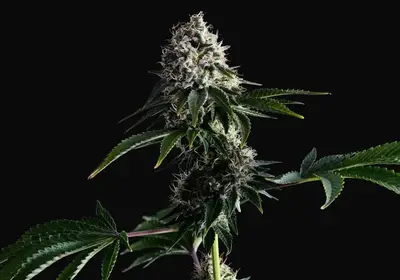 Swiss Dream CBD