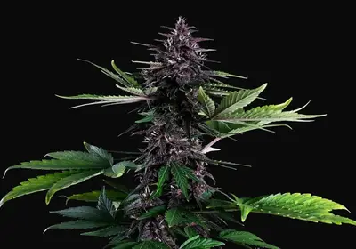 Swiss Dream Rose CBD Auto
