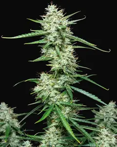 Syrup Auto
