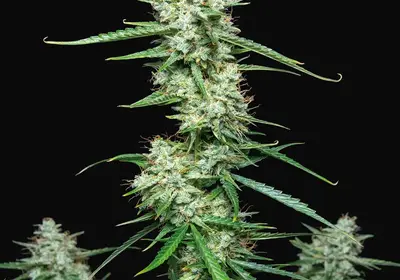 Syrup Auto