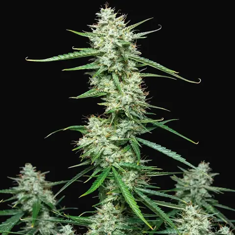 Syrup Auto