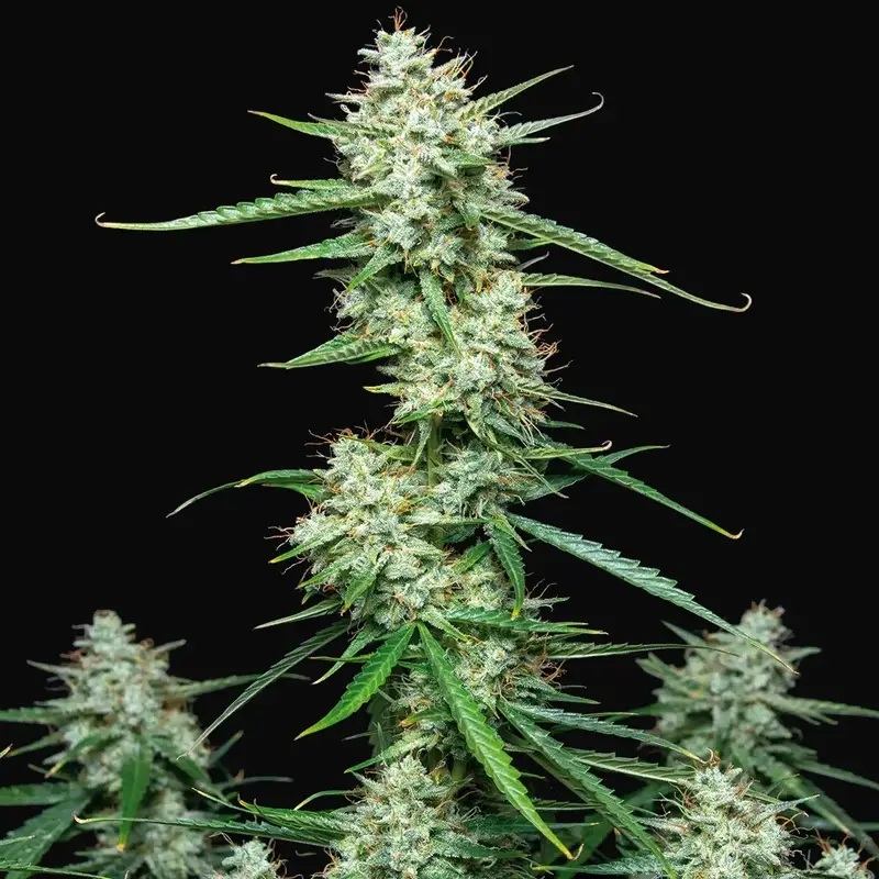 Syrup Auto