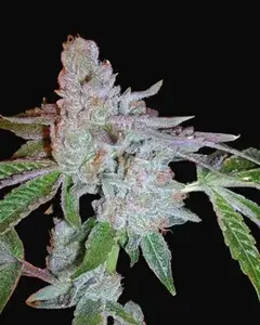 Tahoe OG Kush