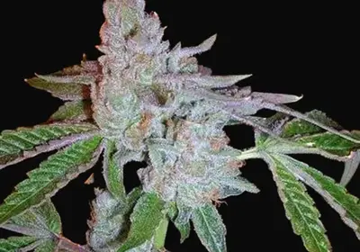 Tahoe OG Kush