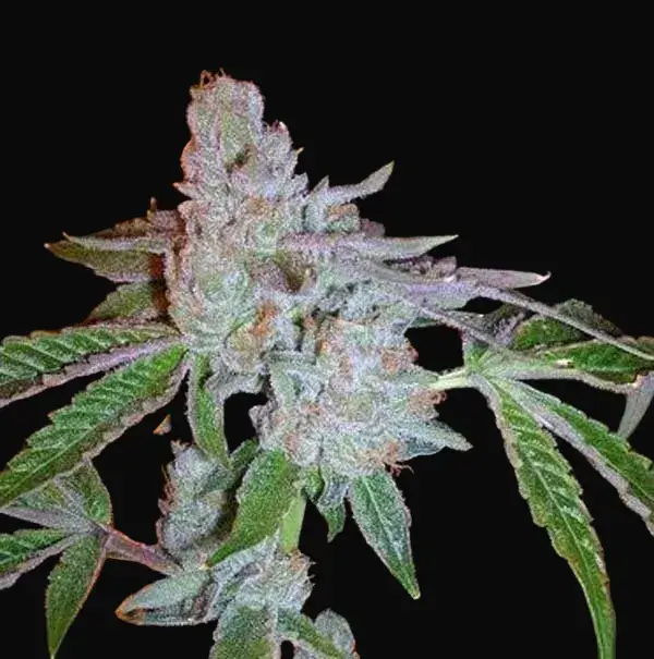 Tahoe OG Kush