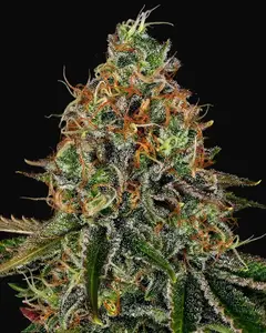 Tangerine Dream Auto