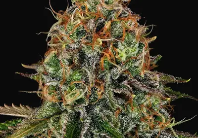 Tangerine Dream Auto
