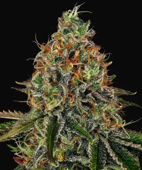 Tangerine Dream Auto