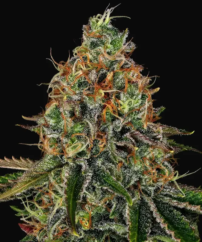 Tangerine Dream Auto