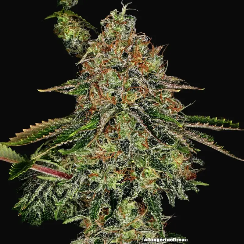 Tangerine Dream Auto — zdjęcie 3