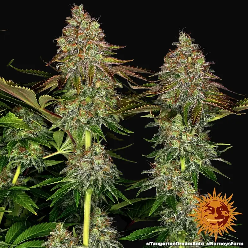 Tangerine Dream Auto — zdjęcie 4