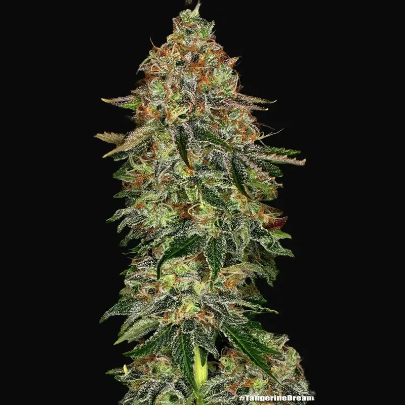 Tangerine Dream Auto — zdjęcie 2