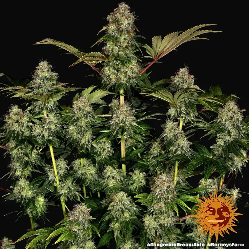 Tangerine Dream Auto — zdjęcie 5
