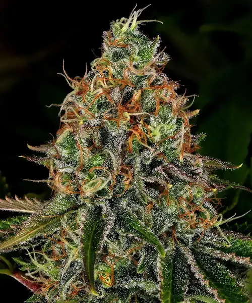 Tangerine Dream Auto